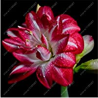 Los mejores  - Es cierto Amaryllis Bulbos de la planta de jardín Hippeastrum Bulbos bonsai bulbos de flores Amarilis rizomas Bulbos…